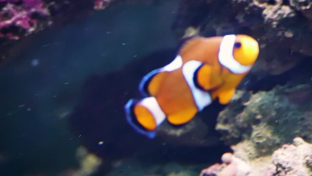 Ocellaris clownfish (Amphiprion ocellaris) swimming on a reef