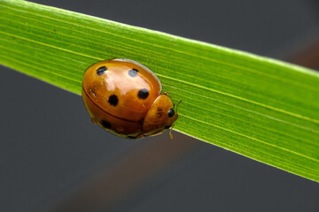 ladybug on leaf