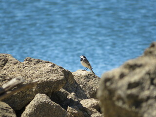 heron on rock