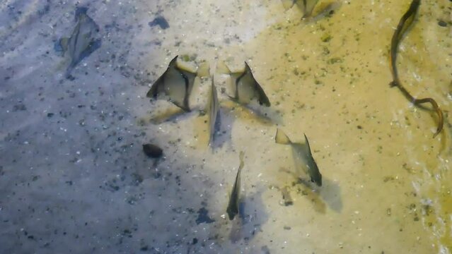 Silver moonyfish (Monodactylus argenteus) in brackish water from above