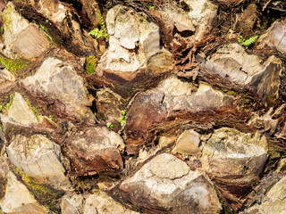 Palm bark texture. The surface of the southern tree. Background
