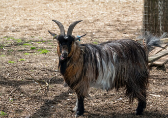 closeup of a Finnish Landrace goat (Capra aegagrus hircus)