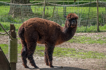 Fototapeta premium a brown Alapaca (Vicugna pacos) in spring sunlight