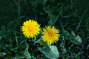 Dandelion flowers. Yellow spring flowers. Dandelion on a background of green grass.