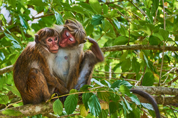 Monkeys in the jungle in summer nature tropics