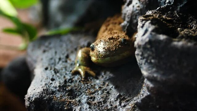 Tiger salamander (Ambystoma tigrinum) in a moist environment, close-up
