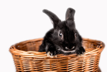 Cute brown rabbit in wicker basket isolated on white
