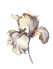 Beautiful iris flower on a stem.  Isolated on white background. Digital illustration. - 499487872