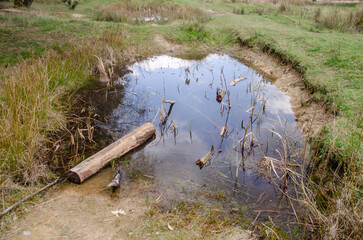 Tümpel in der Natur