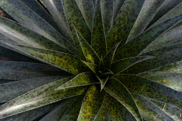 close up of green leafy vera plant