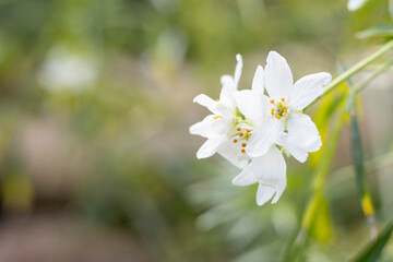 Naklejka premium white flowers in spring
