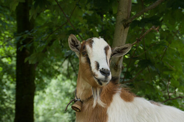 capra di montagna nel suo ambiente naturale