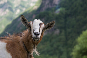 capra di montagna nel suo ambiente naturale
