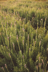 Fototapeta premium lavender plantation at sunset in Holambra