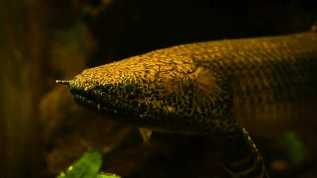 Ornate bichir (Polypterus ornatipinnis) in the gloom