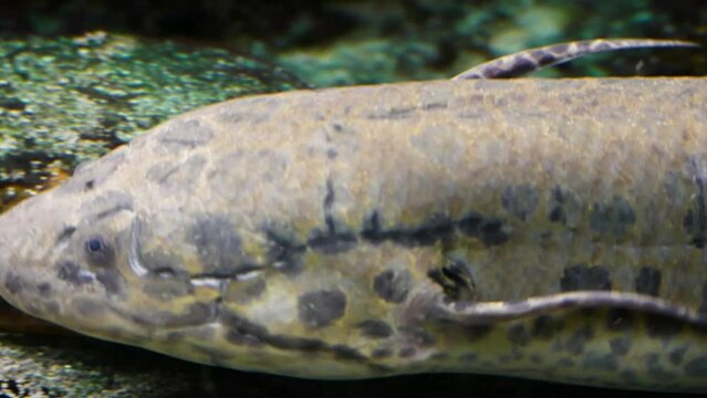 West African lungfish (Protopterus annectens) swimming, close-up