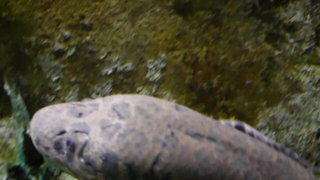 West African lungfish (Protopterus annectens) swimming, close-up