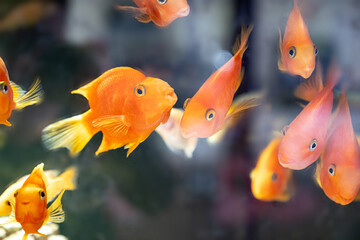 a red parrot in an aquarium. artificially bred variety of aquarium fish.