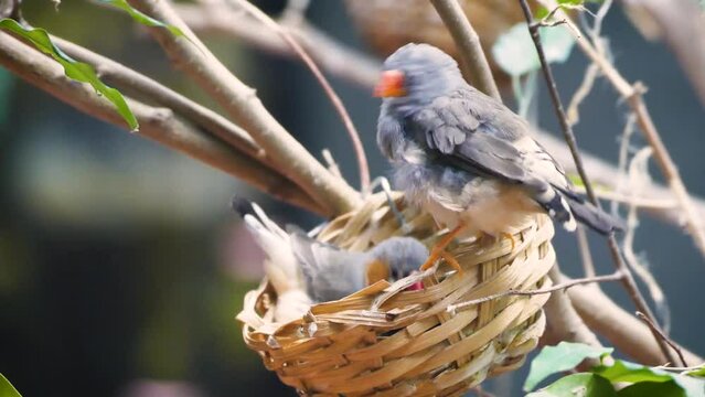 Australian zebra finch (Taeniopygia castanotis) in an artificial nest