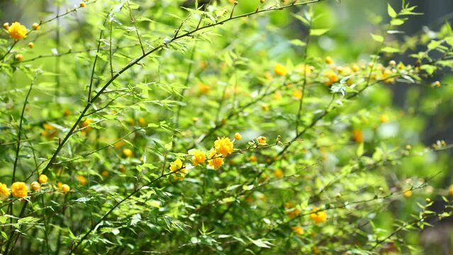 初夏の晴れ間のヤエヤマブキの花