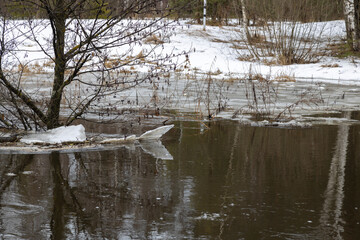 River in flood. Landscape with a river. Trees in the water. Last year's grass on thawed patches. Thaw, melting snow.