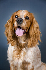 Portrait of a beautiful hunting dog Russian Spaniel breed. White-red dog looking at the camera.