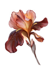 Beautiful iris flower on a stem.  Isolated on white background. Digital illustration. - 499488625