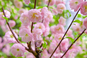 Fototapeta premium Delicate spring pink background with sakura cherry tree flowers