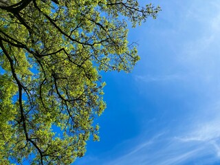 tree and blue sky background 