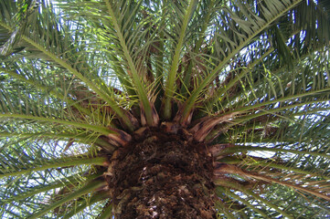 pianta di palma in egitto