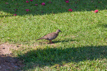 West Peruvian Dove Zenaida meloda dove in a lawn park in Lima, Peru