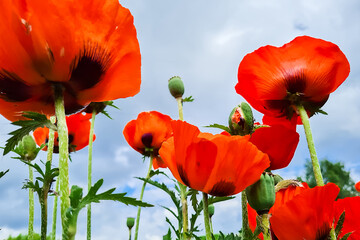 Bottom view of red poppies. Flowers in garden against sky. Summer natural background.