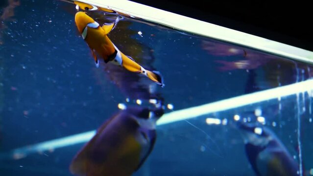 Ocellaris clownfish (Amphiprion ocellaris) in an aquarium with other fish including regal blue tang (Paracanthurus hepatus)