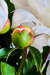 Unopened peony bud close up. White flowers peonies in garden. Symbol of purity and tenderness. Bouquet for valentines day or wedding.