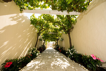 南フランス・サントロペのビーチレストランのブドウの木で覆われた長いエントランス
