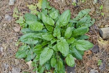 Rumex obtusifolius Dock flower spike, Nature weed macro.