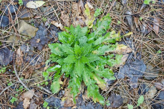 Conyza canadensis 