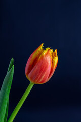 Red yellow tulip on a black background macro photography. Tulip flower with red yellow petals...