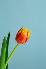 Red yellow tulip on a blue background macro photography. Tulip flower with red yellow petals...