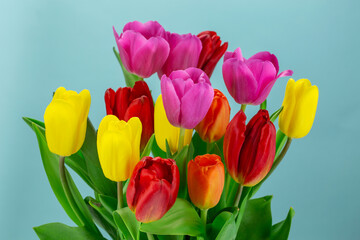 Colorful tulips bouquet on a turquoise background macro photo. Tulip flowers with multi-colored petals close-up photo.