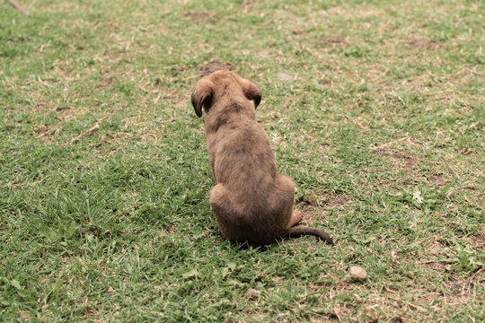 Llanura Bilder Durchsuchen 2,612 Archivfotos, und