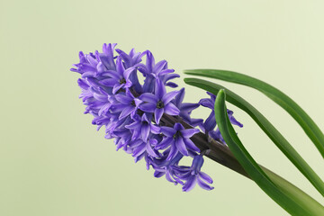 Purple hyacinth flower on green background macro photo. Close-up photo of a hyacinth flower with lilac petals.