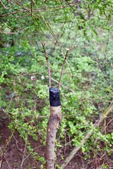 grafted tree