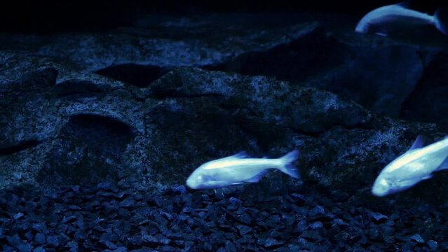Blind cave fish (Astyanax mexicanus) in an underwater cave-like environment