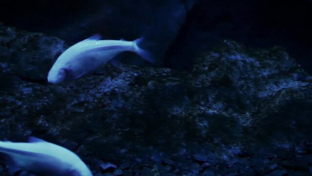 Blind cave fish (Astyanax mexicanus) in an underwater cave-like environment