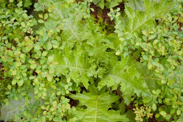 Sonchus asper,Spiny sowthistle, Rough milk thistle, Rough sow thistle, Spiny sow thistle, Spiny-leaf sow thistle, Prickly sow thistle, Spiny-Leaf Sow-Thistle, Prickly sow-thistle, Prickly sowthistle, 