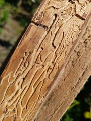 Damaged wood plank