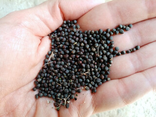 Collard seeds