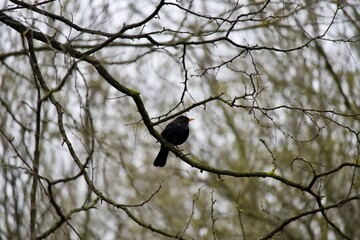 The common blackbird (Turdus merula) is a species of true thrush. It is also called the Eurasian blackbird (especially in North America, to distinguish it from the unrelated New World blackbirds).
