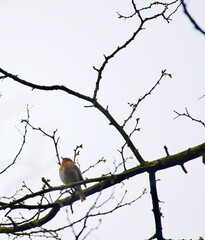 The European robin, known simply as the robin or robin redbreast in Great Britain, is a small insectivorous passerine bird that belongs to the chat subfamily of the Old World flycatcher family. 